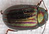 Chrysolina americana (Escarabajo del romero)