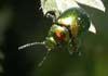 Chrysolina (Synerga) herbacea (Escarabajo de la menta)