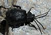 Exosoma lusitanicum (Galeruca de los narcisos)