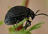Exosoma lusitanicum (Galeruca de los narcisos)