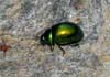 Gastrophysa (Gastrophysa) viridula