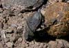 Gymnopleurus flagellatus