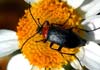 Heliotaurus ruficollis (Heliotauro de cuello rojo)