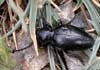Iberodorcadion lorquini