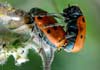 Lachnaia tristigma