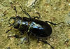 Lucanus barbarossa Lucanus barbarossa