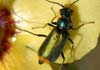 Malachius bipustulatus