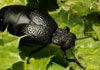 Meloe (Meloe) tuccius