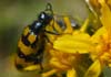 Mylabris (Micrabris) nevadensis