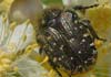 Oxythyrea funesta