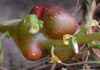 Pericartiellus durieui