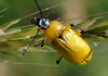 Proctenius granatensis