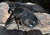 Protaetia (Netocia) oblonga