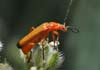 Rhagonycha fulva (Escarabajo soldado rojo)