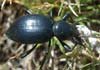 Tentyria incerta