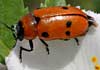 Tituboea sexmaculata