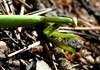 Mantis religiosa