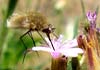 Bombylius major (Mosca abeja mayor)