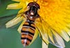Episyrphus-balteatus Episyrphus-balteatus