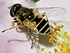 Eristalis-arbustorum Eristalis-arbustorum