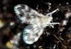Pericoma blandula