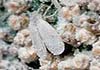 Aleyrodes proletella (Mosca blanca de la col)