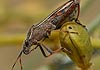 Alydus calcaratus