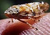 Aphrophora salicina