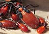 Caenocoris nerii (Chinche de las adelfas)