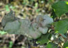 Camarotoscena speciosa