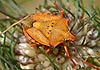 Carpocoris (Carpocoris) fuscispinus