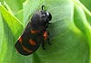 Cercopis intermedia