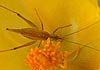 Chorosoma schillingi