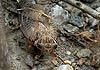 Cicada orni (Cigarra común)