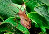 Coreus marginatus (Chinche de las calabazas)