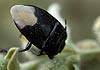 Cydnus aterrimus