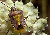 Dolycoris baccarum