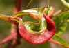 Forda formicaria