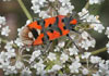 Lygaeus equestris