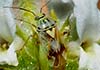 Lygus pratensis