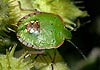 Nezara viridula (Chinche verde de campo)