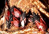 Oxycarenus (Oxycarenus) lavaterae