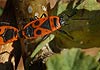Pyrrhocoris apterus (Chinche roja)