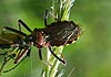 Rhynocoris (Rhynocoris) cuspidatus (Chinche asesina)