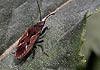 Rhyparochromus vulgaris