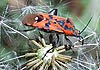 Spilostethus pandurus (Chinche de campo)