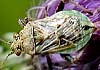 Stictopleurus punctatonervosus