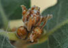 ettigonia viridissima (Saltamontes verde común, langosta verde)