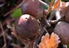 Andricus quercustozae (Agalla de roble)