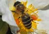 Apis mellifera (Abeja de la miel